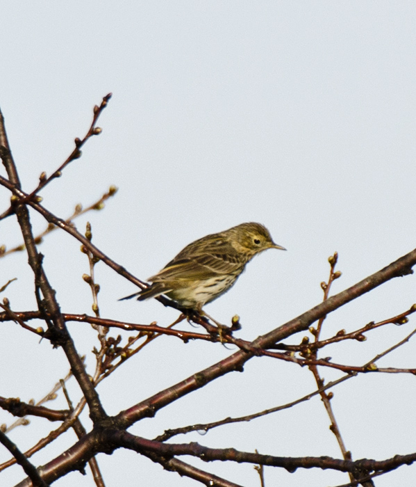 Motacillidae da determinare